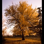 Edirne